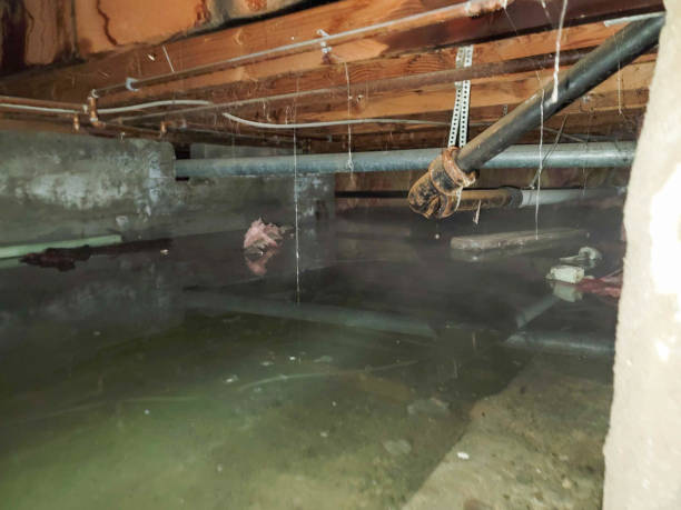 Best Flooded house restoration  in Carpentersvle, IL